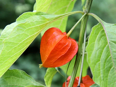 Physalis alkekengi - Wikipedia