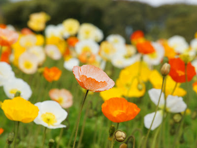 【ベストコレクション】 ポピー 白 花言葉 326431-ポピー 白 花言葉