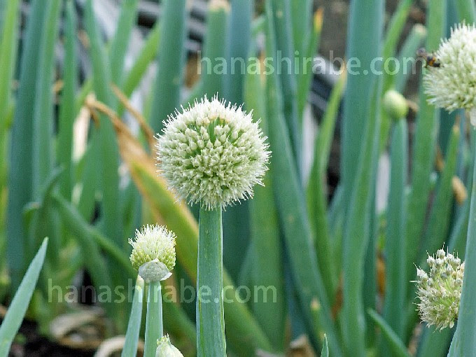 すべての美しい花の画像 心に強く訴えるネギ 花