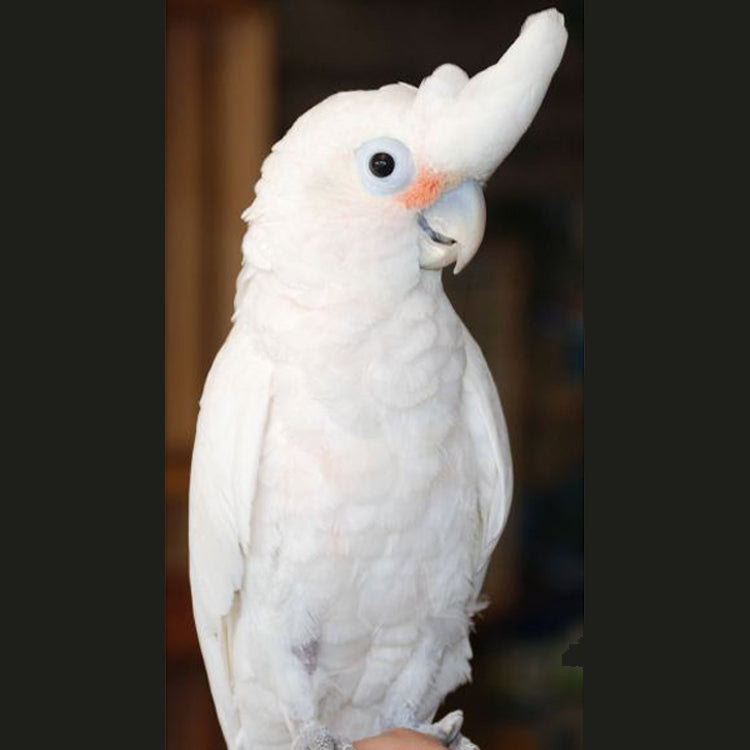 An excellent choice for a pet and family member. Goffin S Cockatoo Parrot Golden Cockatoo