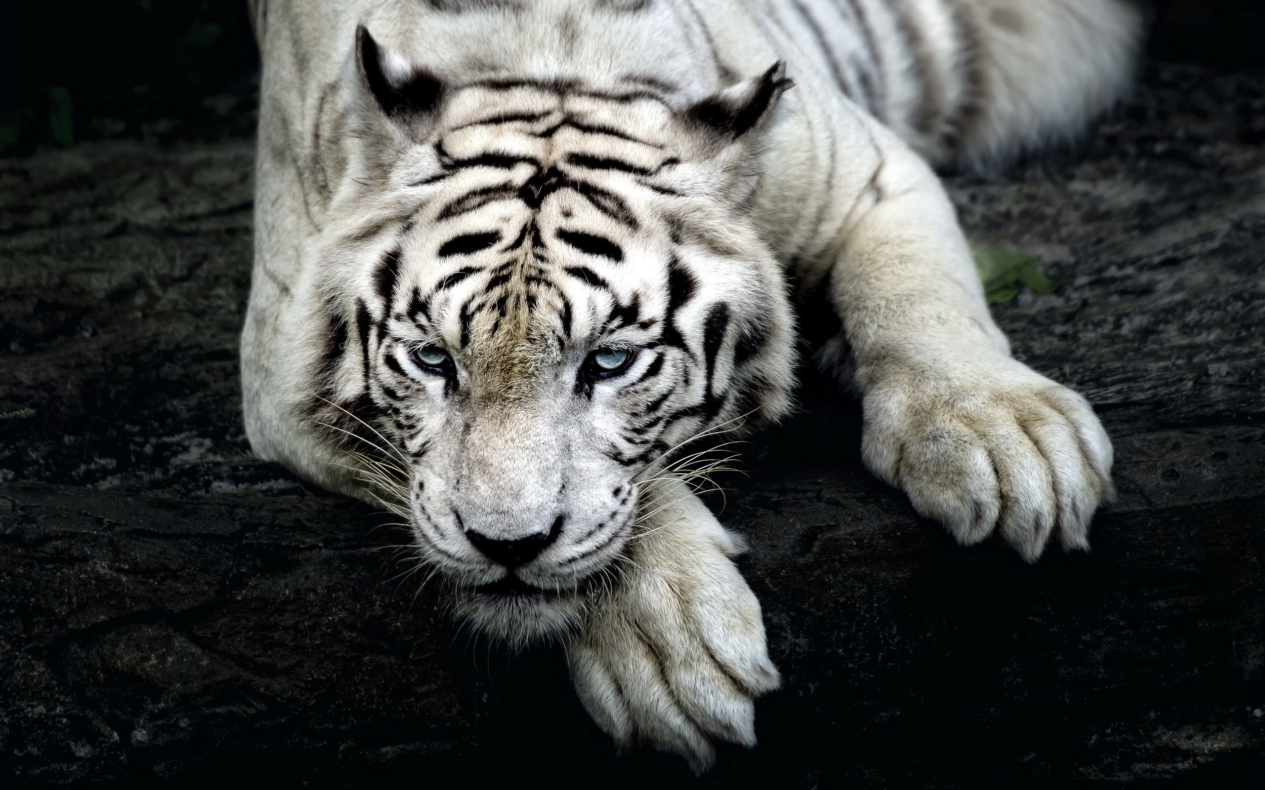  Harimau  Putih  Wallpaper  3d Silvy Gambar 