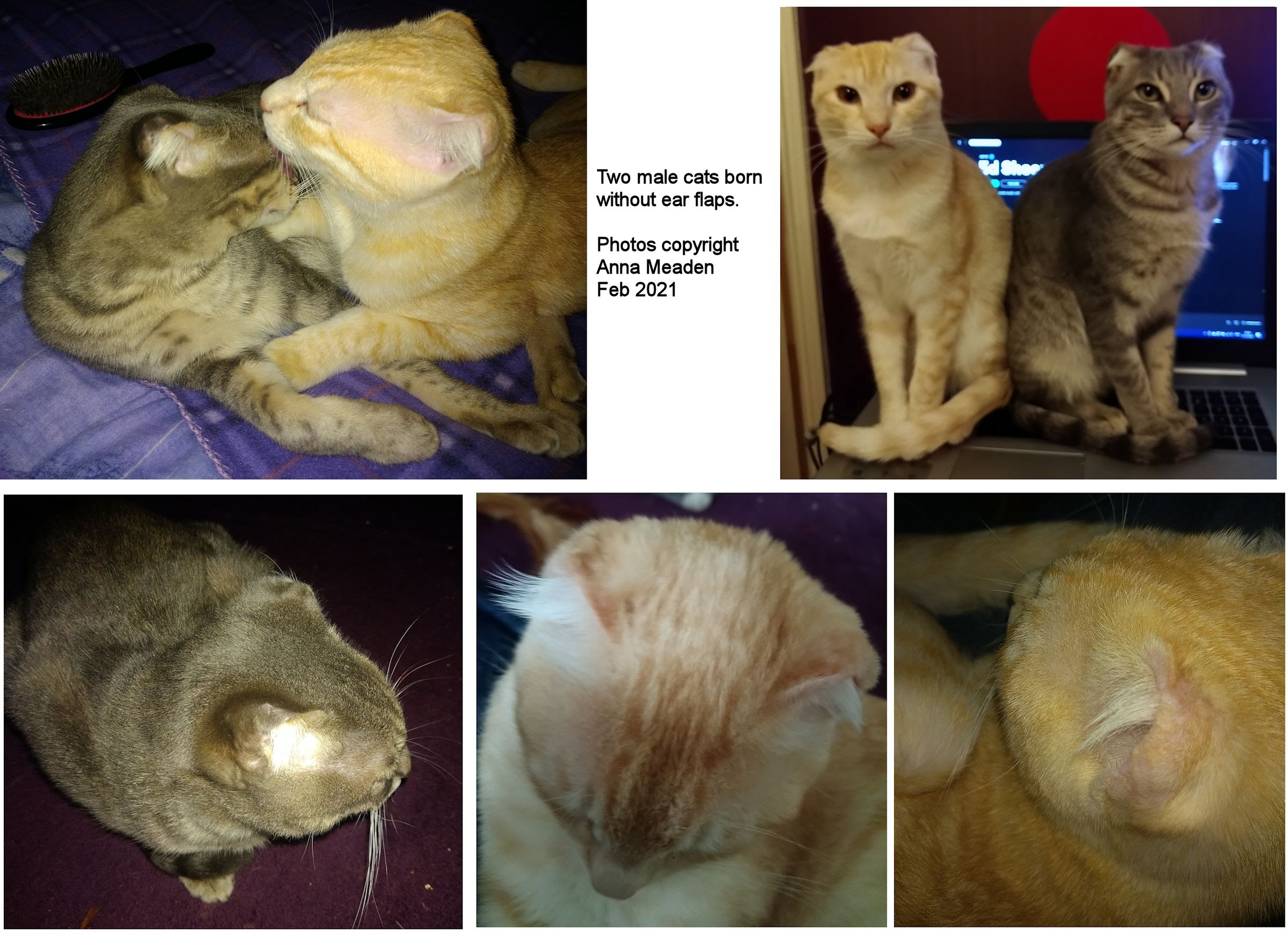 Maybe you would like to learn more about one of these? Feline Medical Curiosities Ears