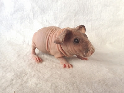 最高可愛い モルモット 赤ちゃん 最高の動物画像