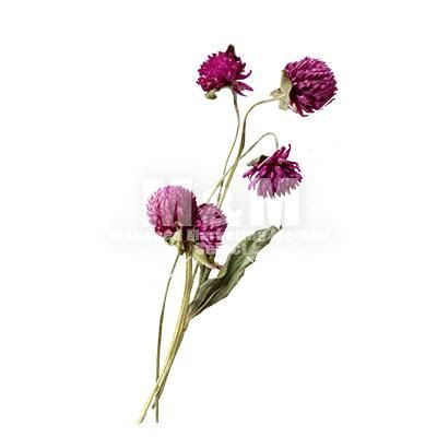 Japan Image 花 素材 透過 かわいい