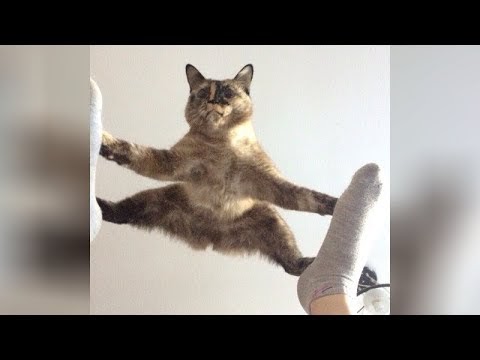 Hot Lucu Abizzzz Bocah Kalah Duel Dengan Anak Anjing Video
