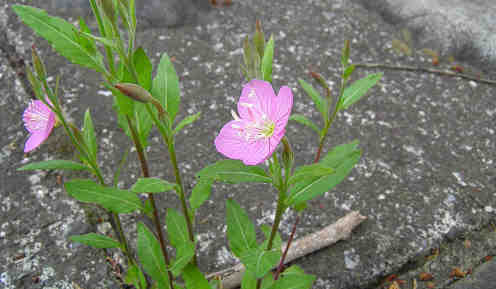 すべての美しい花の画像 ラブリーピンク 花 雑草