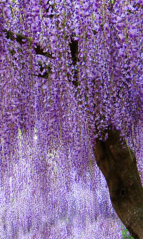 すべての花の画像 綺麗な藤 壁紙