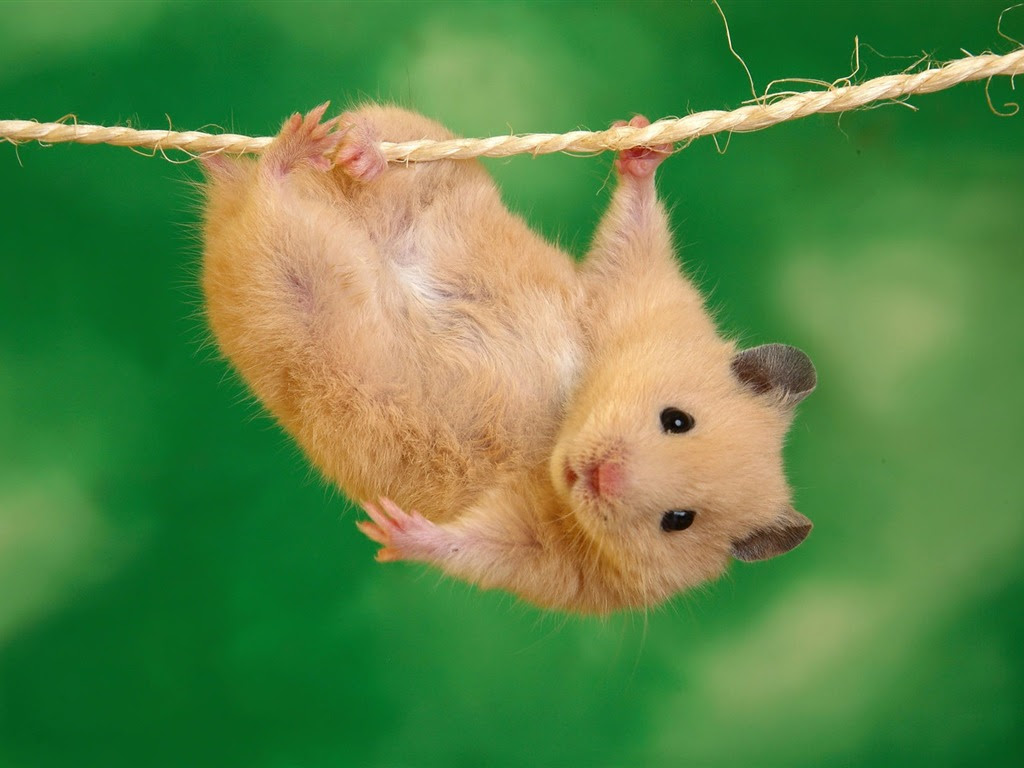 トップ100 可愛い ハムスター 画像 すべての動物画像