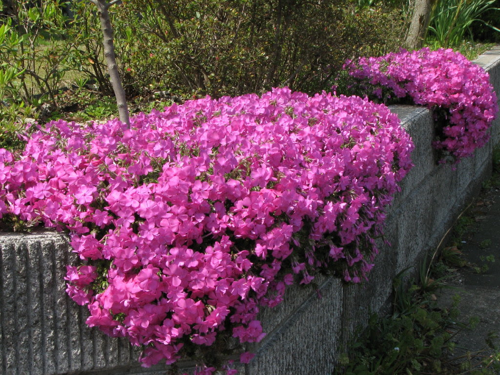 エレガント日陰 を 好む 花 最高の花の画像