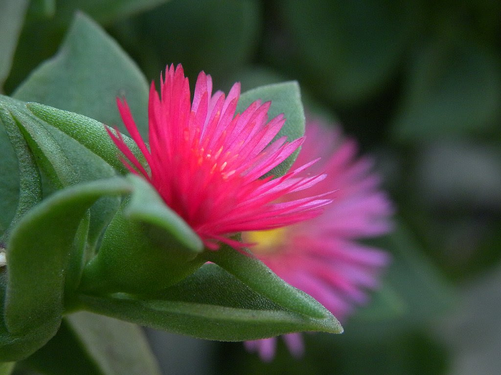 すべての美しい花の画像 最高の多肉 植物 赤い 花