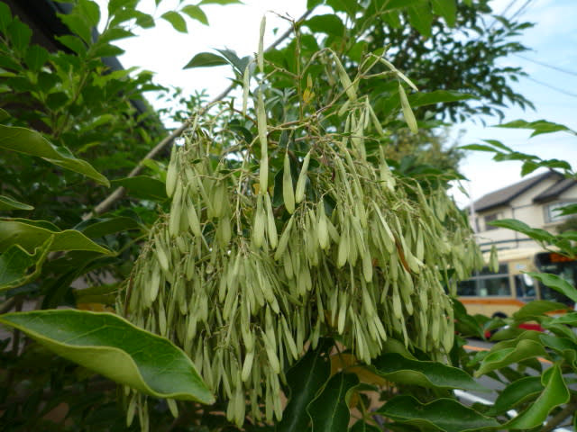 すべての美しい花の画像 エレガントアオダモ 花 匂い