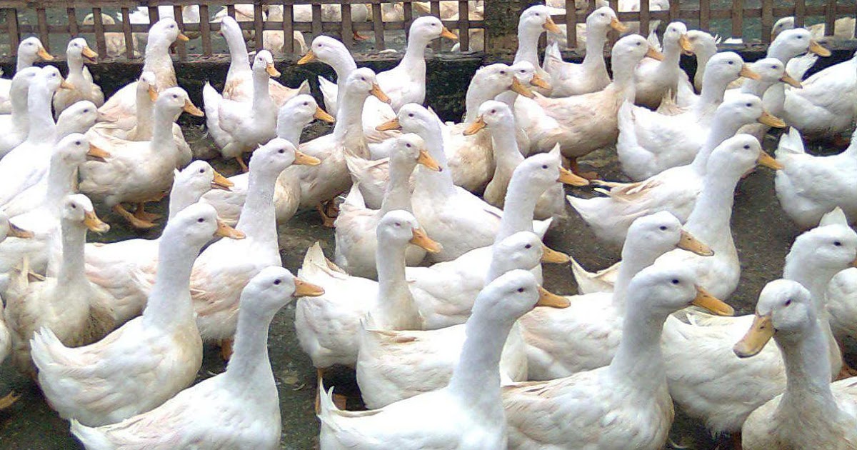 Ternak Sapi Kota Bandung: Pakan Ternak Ayam Petelur
