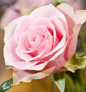 綺麗なピンク 薔薇 画像 フリー すべての美しい花の画像