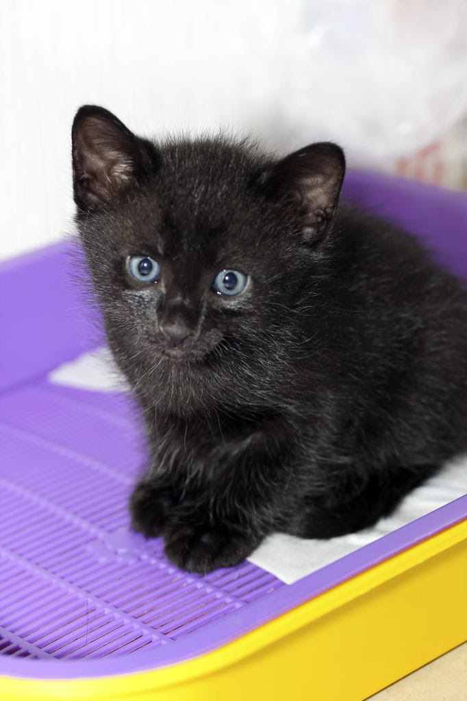 This can be accomplished by using a black. 10 Tips For Cleaning Cat Urine Animal Planet