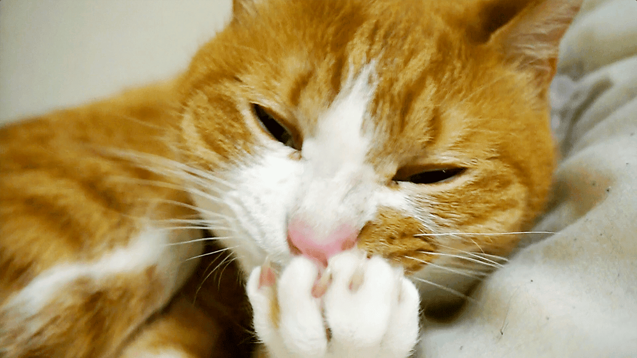 驚くばかりかわいい 猫 画像 癒し イラスト画像