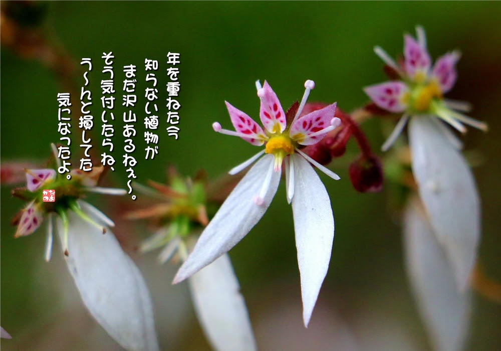 エレガント雪の下 花言葉 すべての美しい花の画像