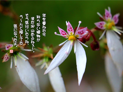 ゆきのした 花 599384-ユキノシタ 花言葉