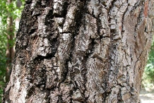 Sapodilla-bark