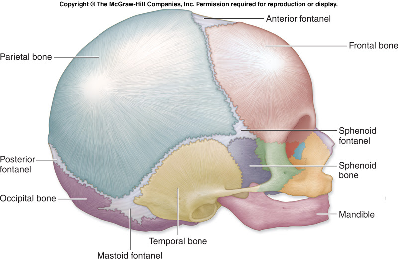 Structure of long bones dra. Notes Ch 7 Skeleton