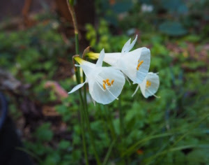 ベスト50 冬 白い 花 すべての美しい花の画像