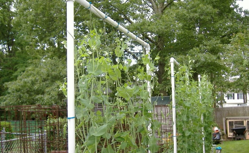 Snow Pea Growing Trellis - Okejely Garden Plant