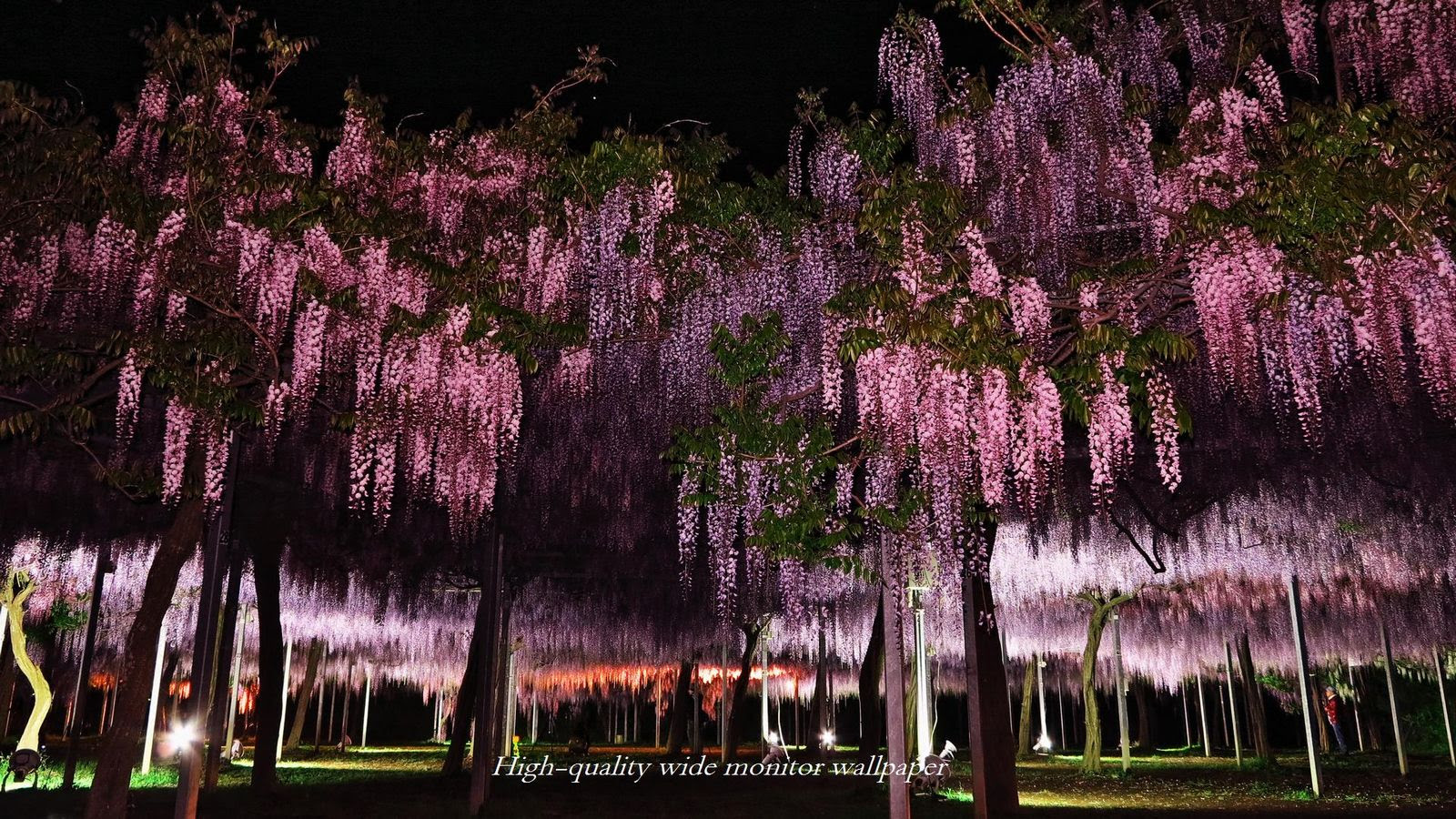 トップ100和風 壁紙 高 画質 最高の花の画像