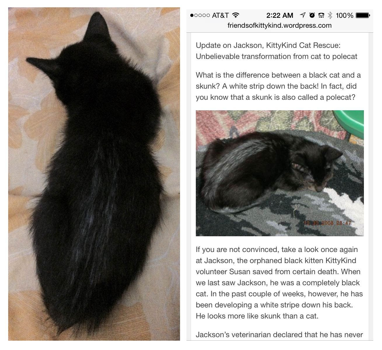Cat coat genetics determine the coloration, pattern, length, and texture of feline fur. Bicolours Tuxedo And Magpie Cats