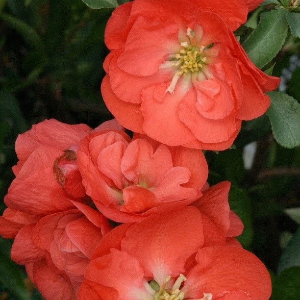 We did not find results for: Welcoming Spring With Colorful Blooming Shrubs Arapahoe County Extension