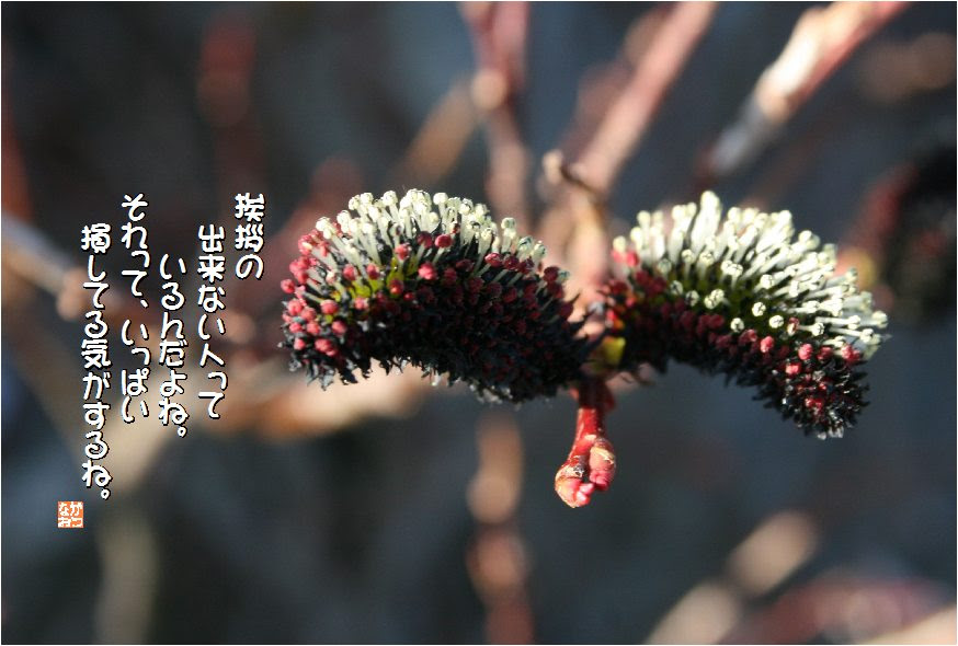 すべての美しい花の画像 最高のネコヤナギ 花言葉