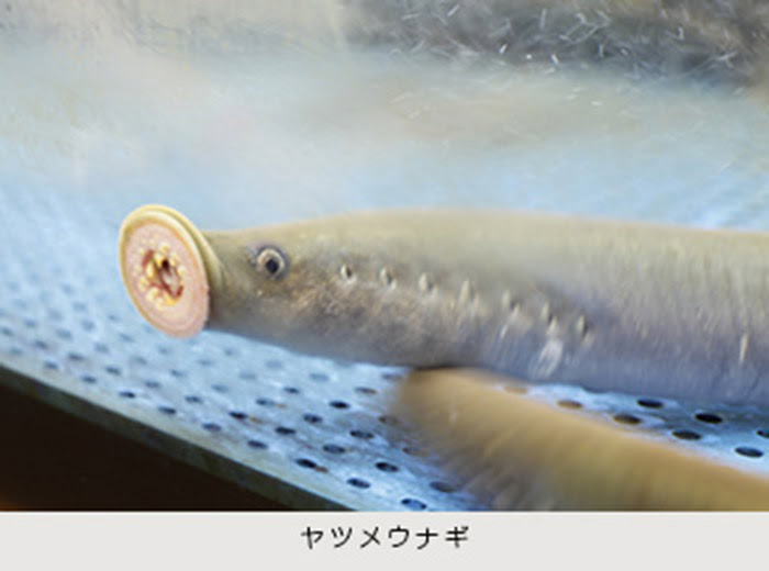 最高ヤツメウナギ 飼育 すべての魚の画像