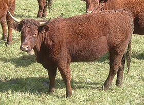 vache salers