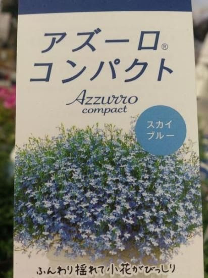 すべての花の画像 ベスト50 ロベリア ブルー