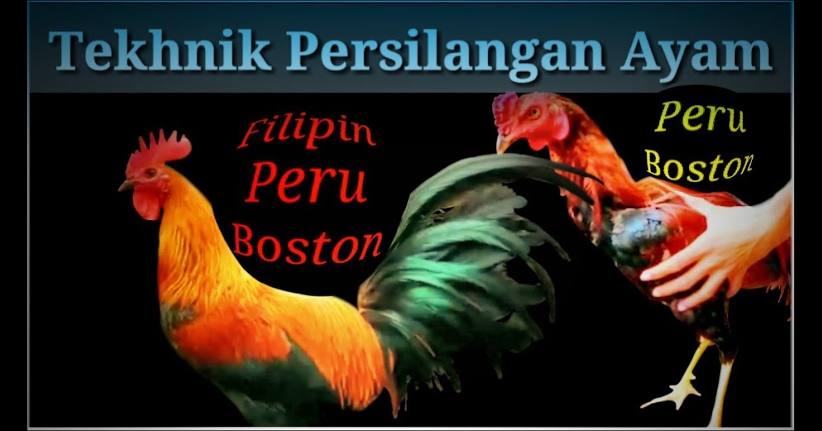 Sabung Ayam Peru / Jenis Ayam Aduan Filipina : Ayam peru ...