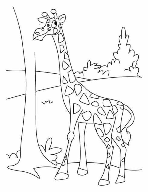 Lihat Kumpulan Sketsa  Gambar  Hewan  Anak Tk Sd Paud 