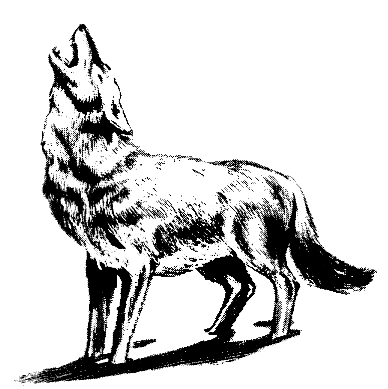 The origin of the changeling way and who first mingled faerie and human blood is lost to history. Free Black And White Wolf Drawings Download Free Clip Art Free Clip Art On Clipart Library
