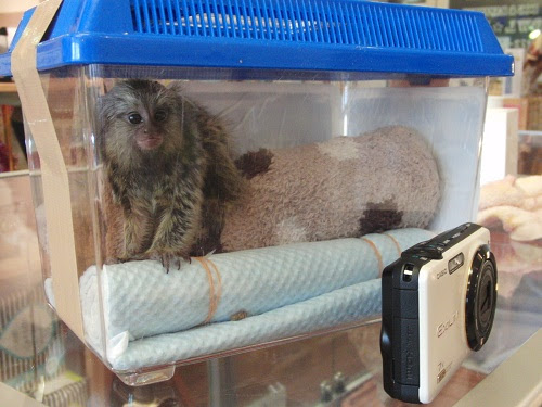 印刷可能 コモンマーモセット 里親 人気のある画像を投稿する