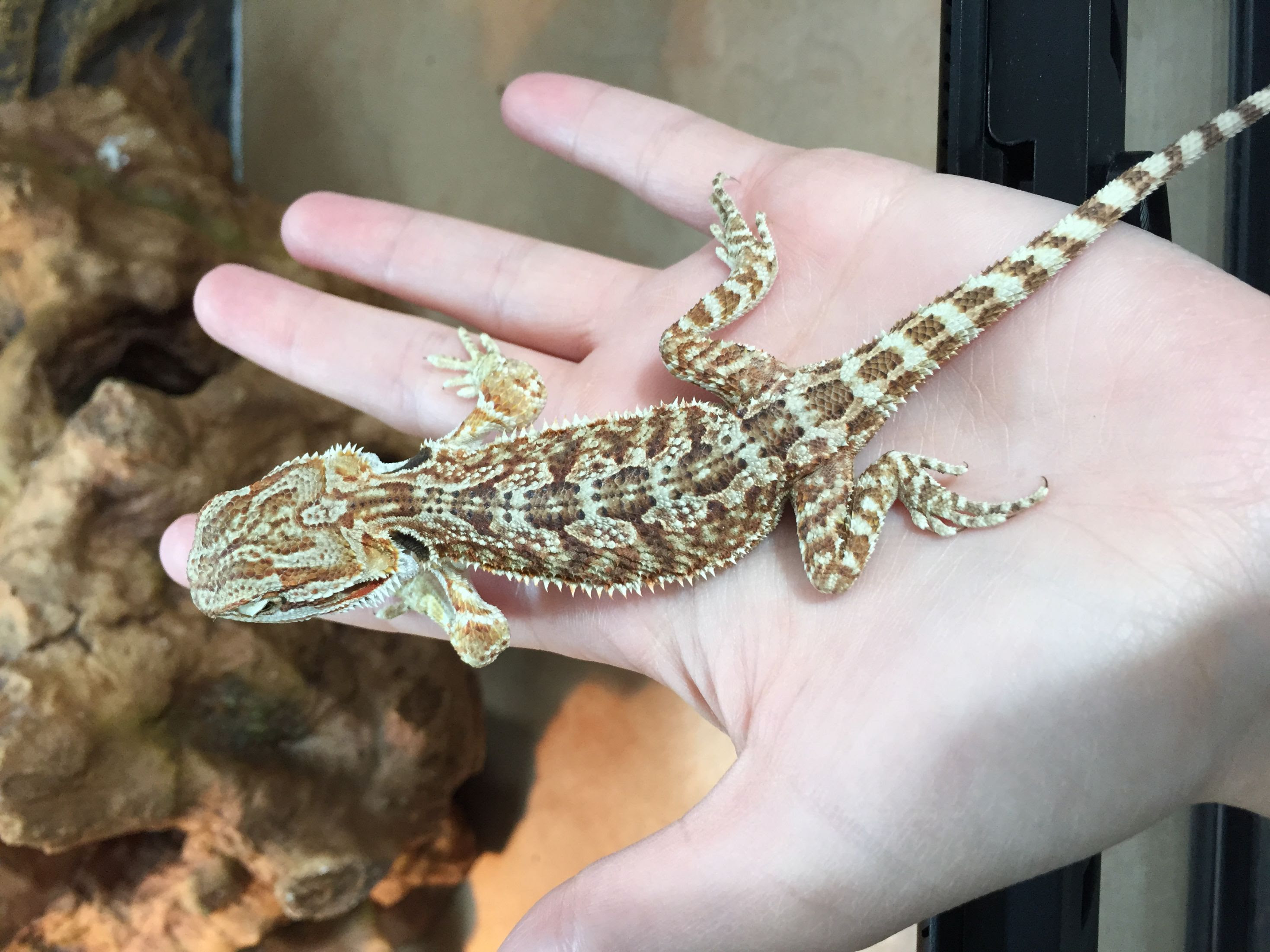 To bathe a bearded dragon, get everything ready in advance. Lethargic Baby Bearded Dragon Org