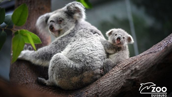 Koala femelle et son petit