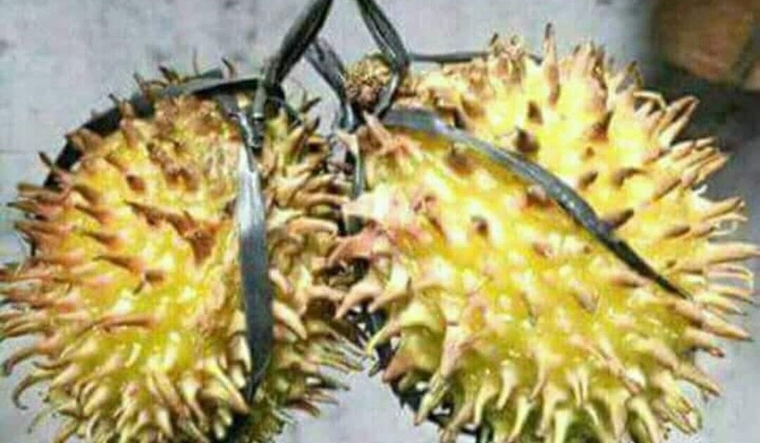 37 Ide Gambar Isi Durian Lucu Gerbanglucu
