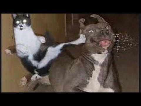 猫面白い 画像