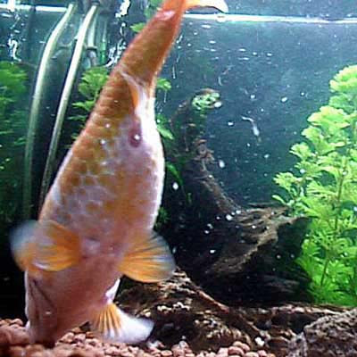 画像をダウンロード 金魚 産卵期 産卵期 金魚 オス Ngocantelujp