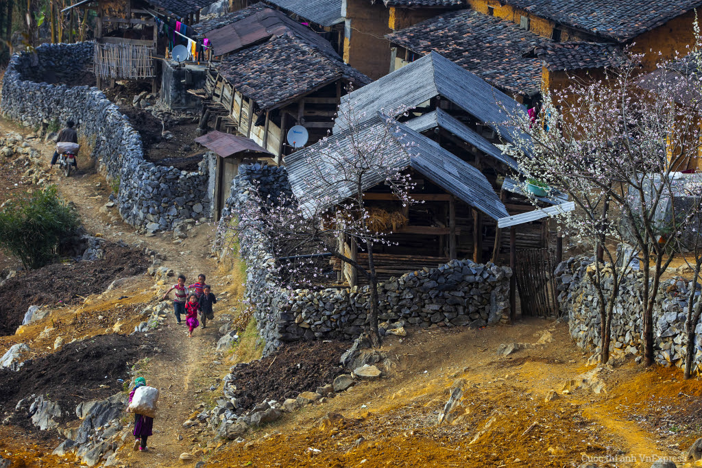 Xuân về cao nguyên đá.