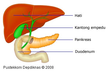 FUNGSI EMPEDU DAN PANKREAS MANUSIA