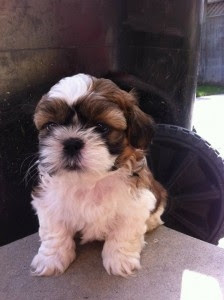 Look at pictures of puppies in el paso who need a home. Shih Tzu Puppies For Sale El Paso For Sale El Paso Pets Dogs