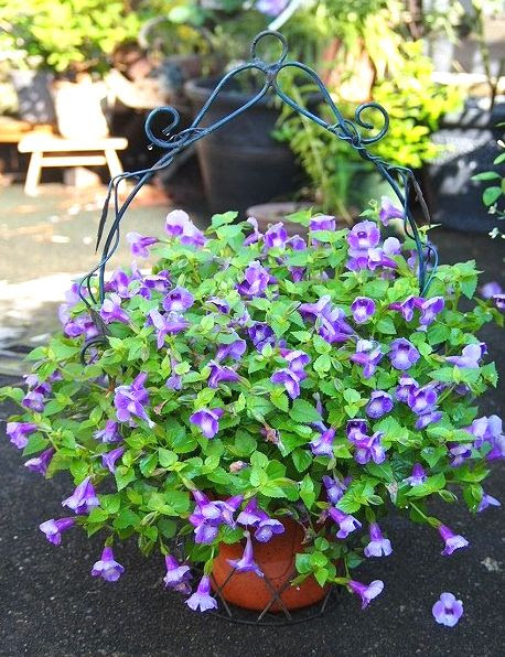 美しい花の画像 トップ100夏すみれ 花