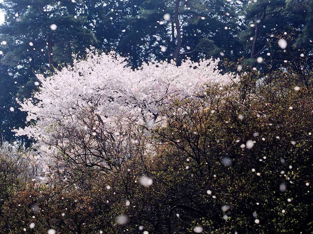 印刷可能 吹雪 壁紙 無料の新鮮なhdの壁紙