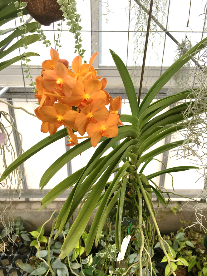 上蘭 バンダ 最高の花の画像