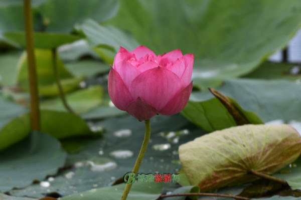 三水荷花世界