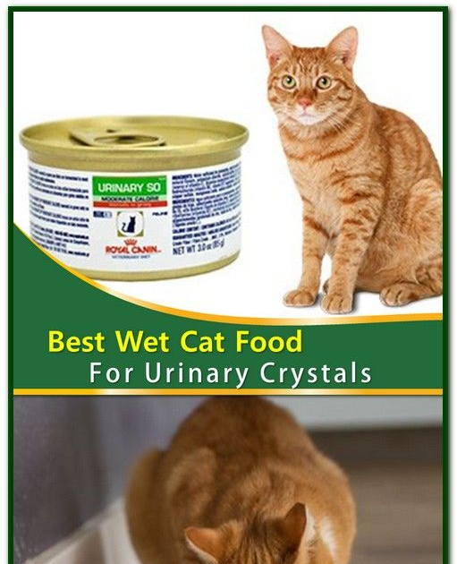 Weight Loss Food For Cats Uk - WEIGHTLOL