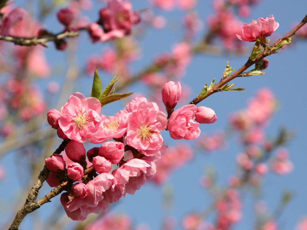 綺麗な桃 壁紙 最高の花の画像